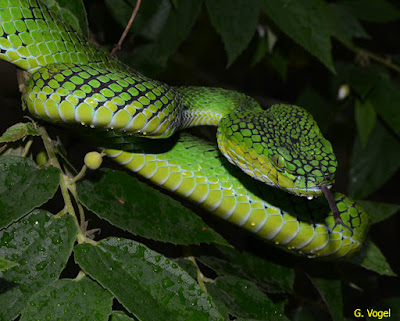gambar ular hijau, gigitan ular hijau, ular hijau harga, ular berwarna hijau hitam, ular sanca hijau harga, harga ular hijau ekor merah, habitat ular hijau, ular hijau indonesia, ular hijau menjaga koper isi bayi, ular hijau berbisa di indonesia, ular hijau jenis