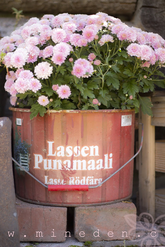 Krysantemum i min Lassen Punamaali bytta