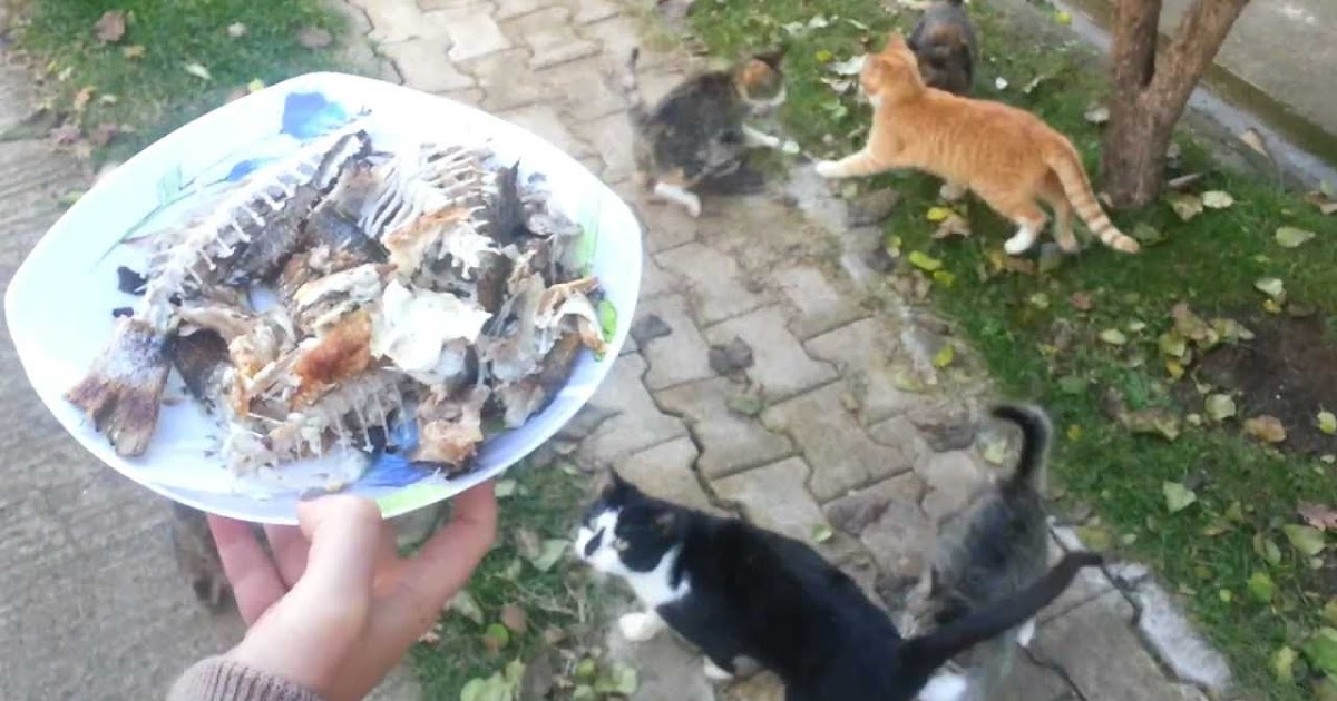 Makanan Kucing Kampung Info Terkini