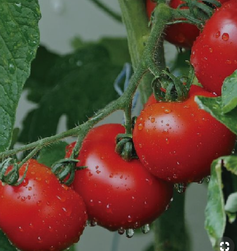 Tanaman Tomat Tahan Penyakit Berbuah Kecil - Berbagi Tanam