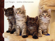 CAMADA 613 de Marzo 2012! Padres: Ch. Bladi F. de Siberia y Int.Ch. .