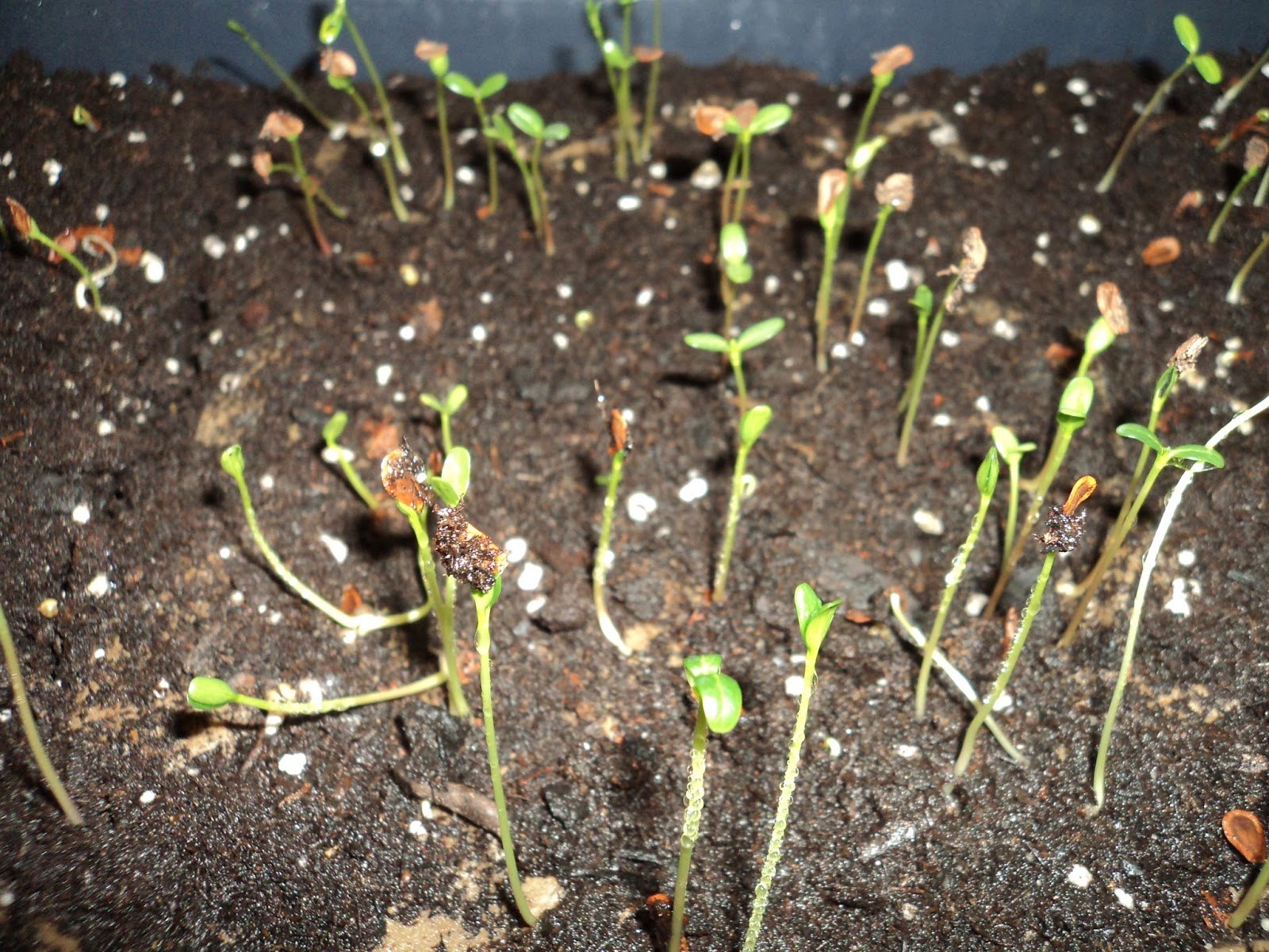 the common milkweed: Germinating Common Milkweed (Asclepias syriaca)