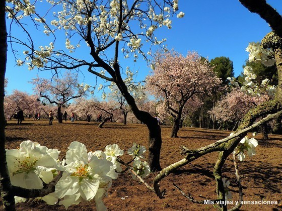 Floración de los almendros. Parque Quinta de los Molinos. Madrid