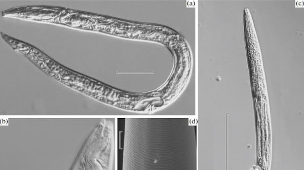 Resucitan gusanos de hace 42,000 años a causa del deshielo en Siberia. Resucitan gusanos de hace 42,000 años a causa del deshielo en Siberia.