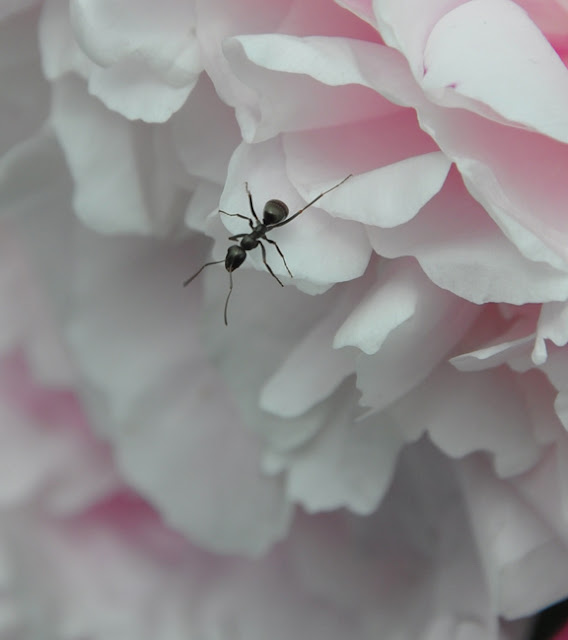 Three Dogs in a Garden How not to Transplant a Peony