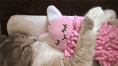 Funny cats - part 226, best funny cat gifs, cat gifs, cat gallery