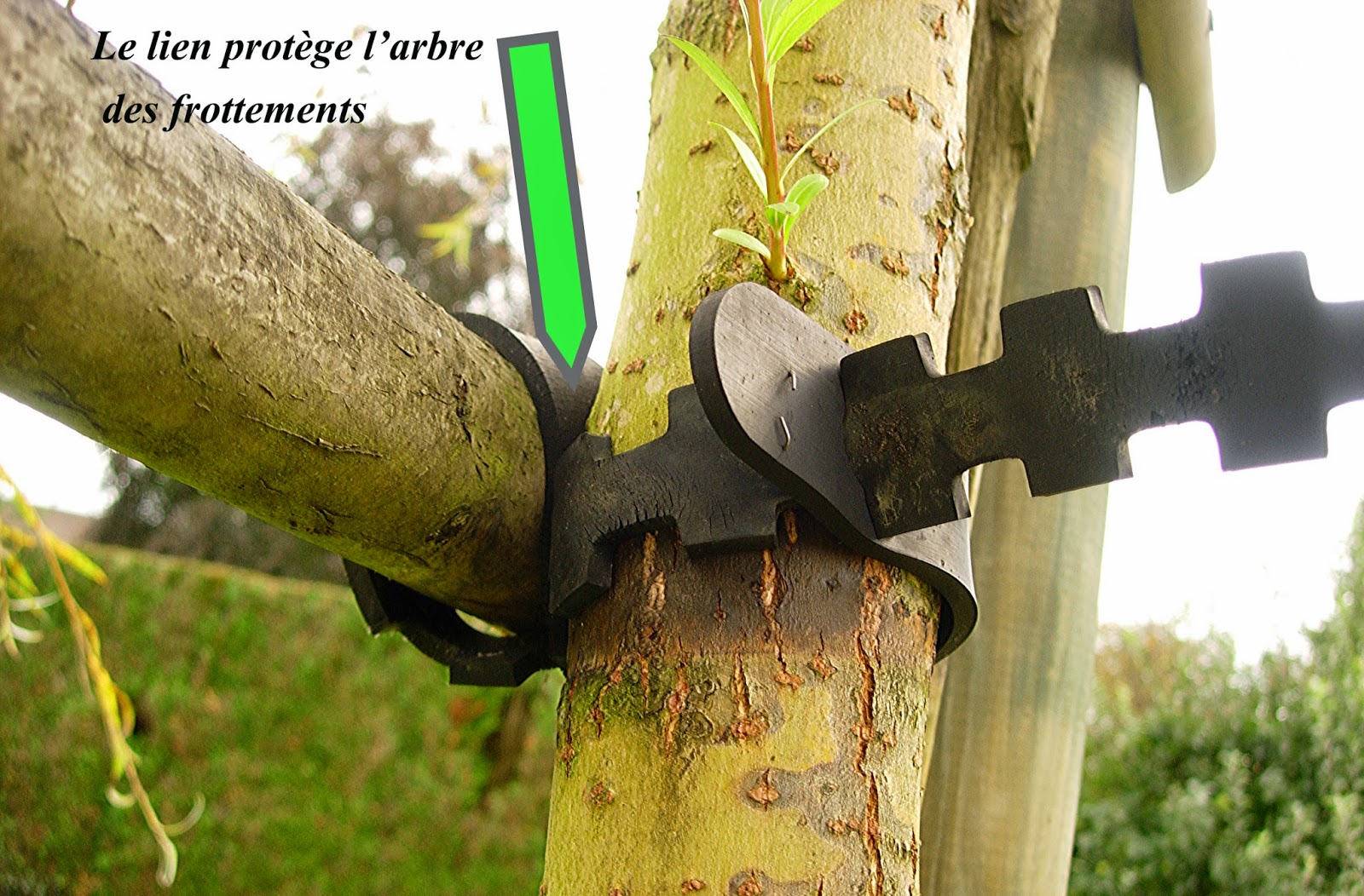 HGP Paysage: Tuteurer un arbre
