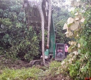 foto ular terbesar di kalimantan - gambar hewan - foto ular terbesar di kalimantan