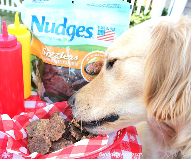 golden retriever tasting Nudges wholesome dog treats at a barbecue