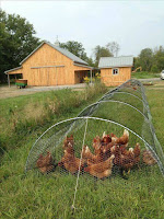 Ideas para construir jaulas de pollos en casa