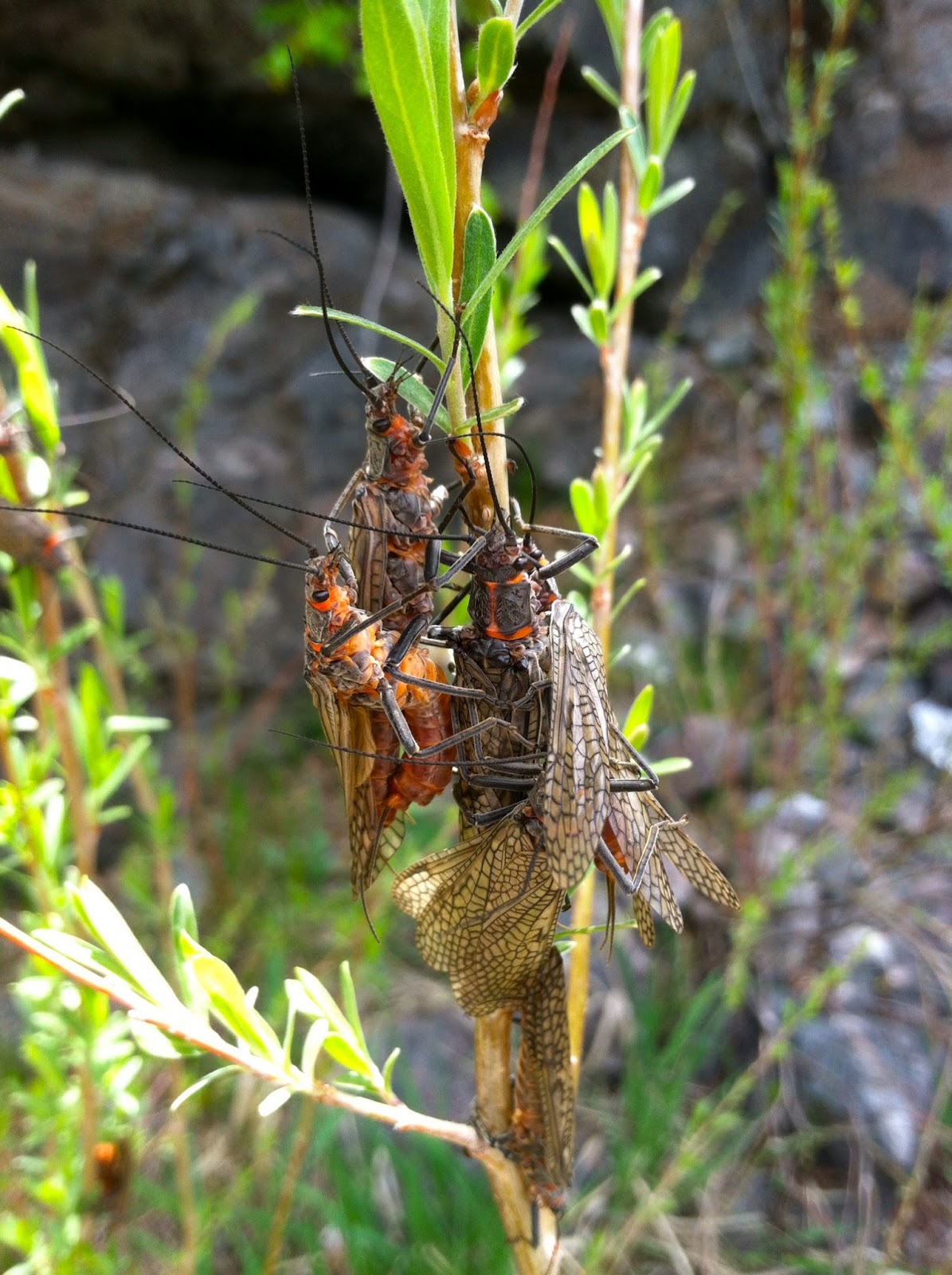 Flies and Lies Salmonfly Hatch in Colorado