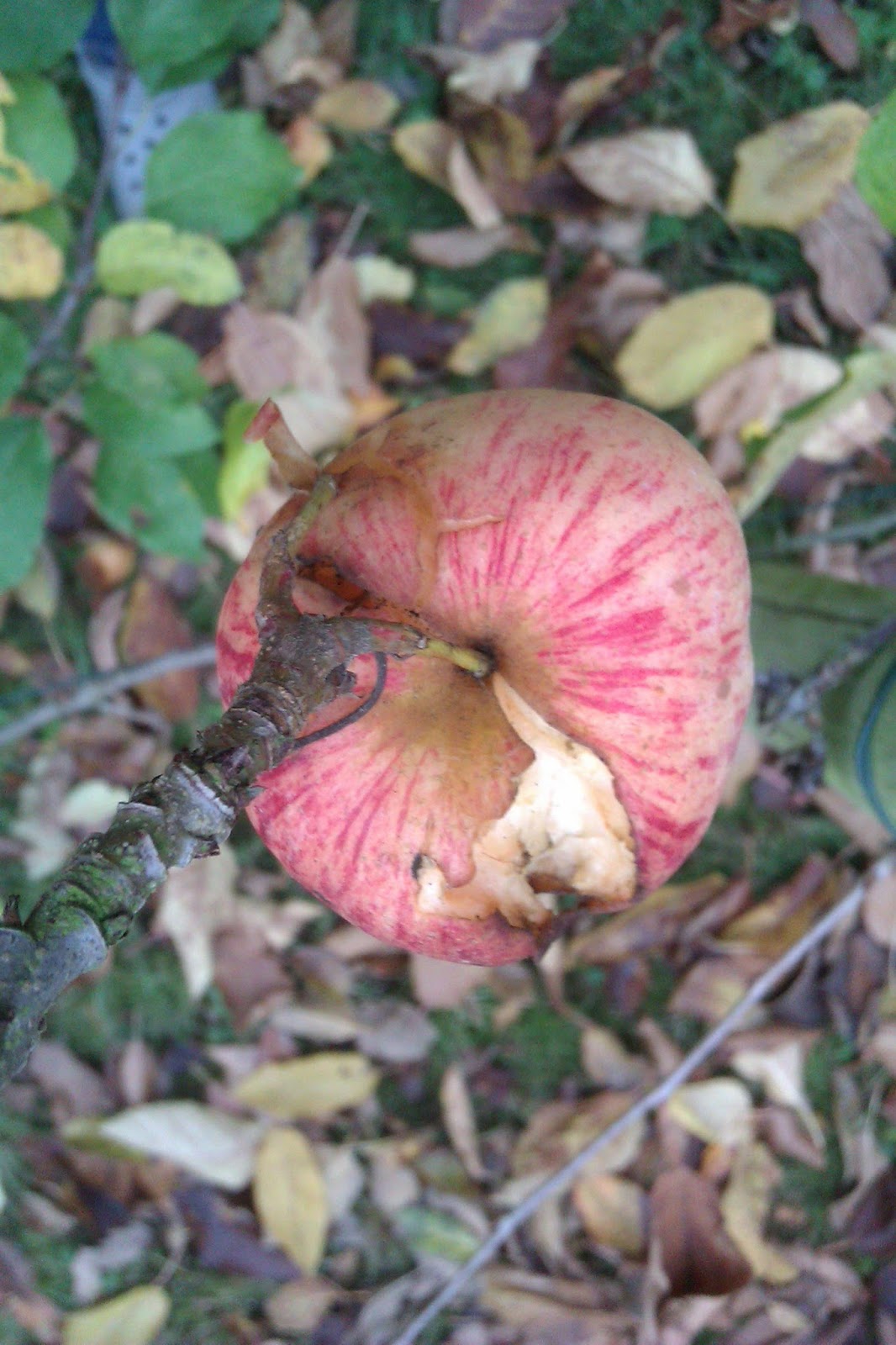 Frau Frieda: Apfel-Marzipan-Tarte Frau Frieda: Apfel-Marzipan-Tarte