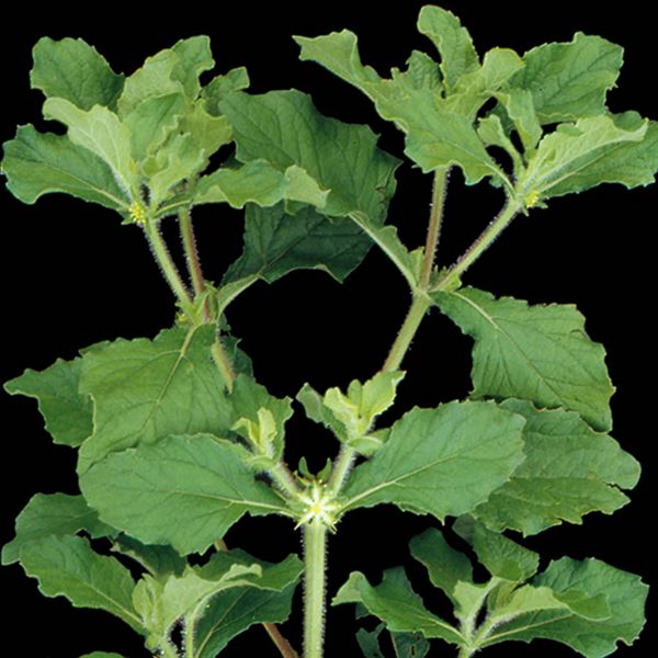 Herbal Plants Sri Lanka Katu Nerenchi/Acanthospermum