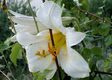 The Frustrated Gardener On Feedspot Rss Feed
