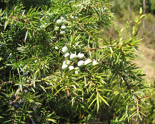 Pędy Jałowca pospolitego (Juniperus communis) z jeszcze niedojrzałymi szyszkojagodami.