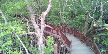 Taman Mangrove Destinasi wisata Baru Yang Menarik di Sukadana KKU Taman Mangrove Destinasi wisata Baru Yang Menarik di Sukadana KKU