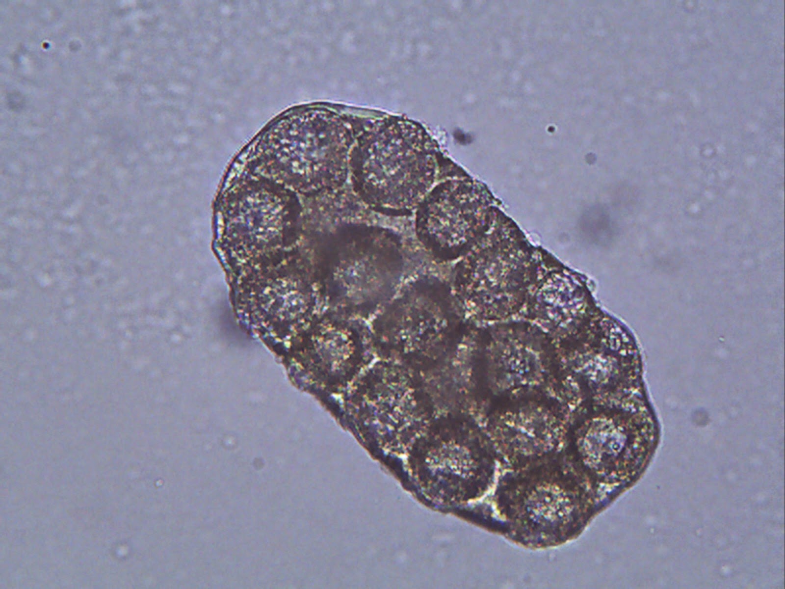 Exclusively Cats Veterinary Hospital Blog Why does my cat have grains