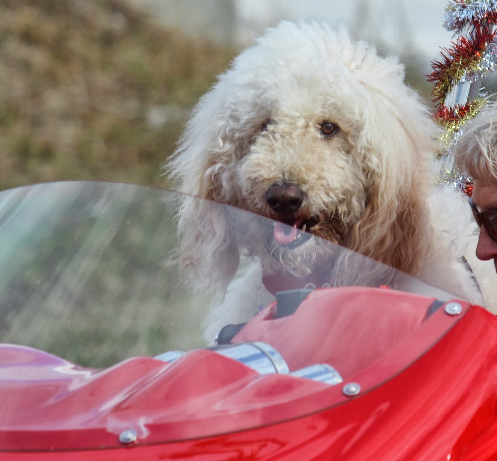 Punta Gorda Florida Daily Photo Doggie in the Christmas Parade