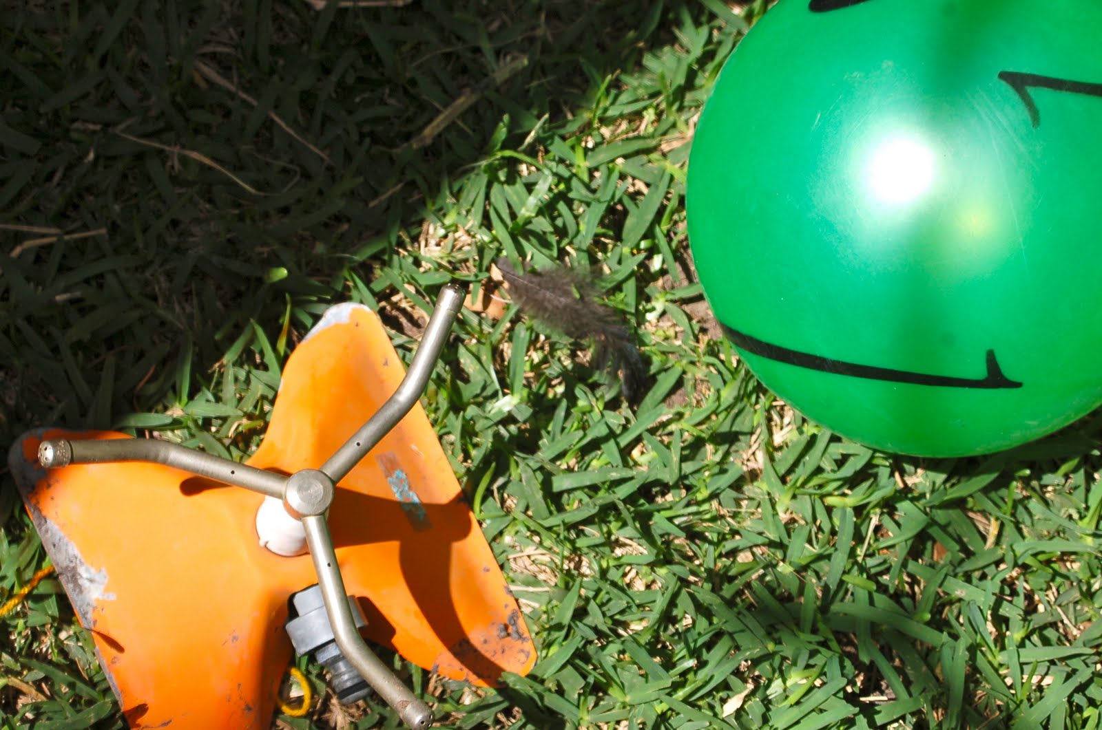 artistica domestica Oranges Poranges who cares!