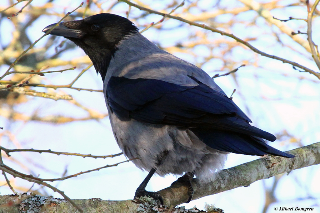 Mikael Bomgren - Amatörfotograf: Kråka (Corvus corone).