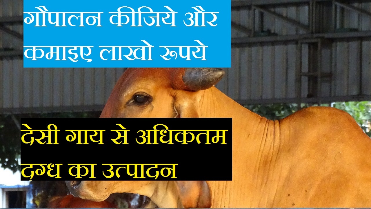 Success Funda गौपालन कीजिये और कमाइए लाखो रूपये Earn Money from Cow