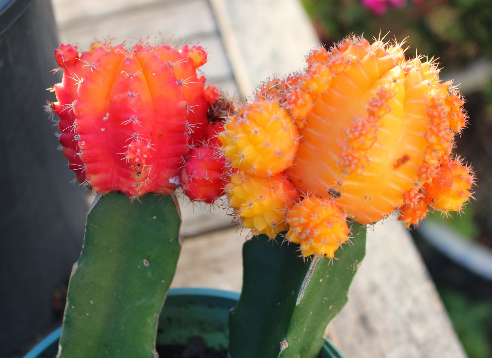 Florez Nursery Hibotan Moon Cactus
