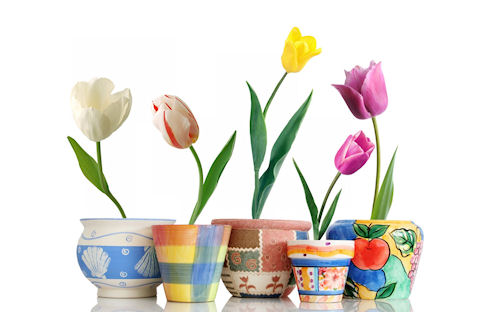Tulipanes para el 10 de Mayo (escribe tu mensaje)