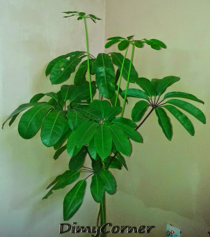 14 Ide Bunga Wali Songo Gambar Bunga