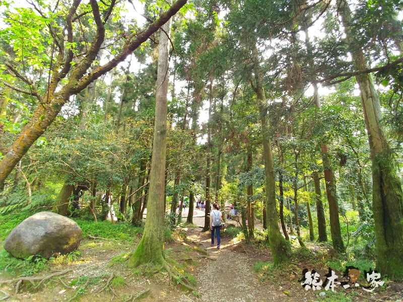 竹子湖黑森林(小溪頭)|陽明山婚紗熱門拍攝景點|仿如童話森林場景