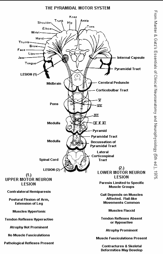 Extrapyramidal Tracts extrapyramidal-tracts