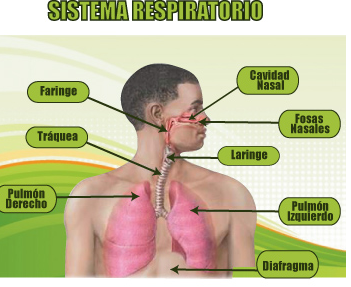 Sistema Respiratorio.-