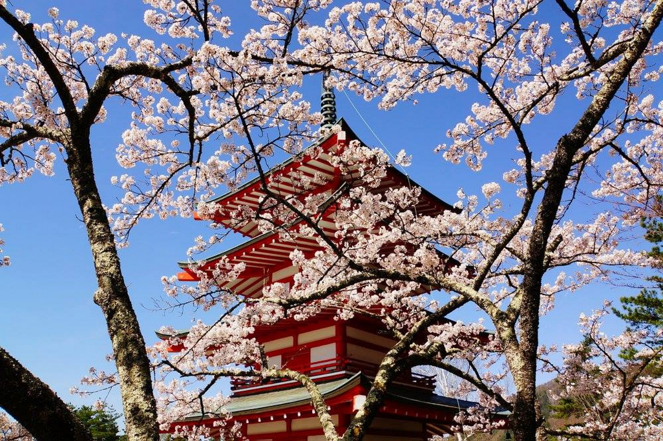 Японское качество видео. Сакура сомейошино. Императорский дворец Токио в Сакуре. Цветение Сакуры в Японии сады. Кумицу Япония.