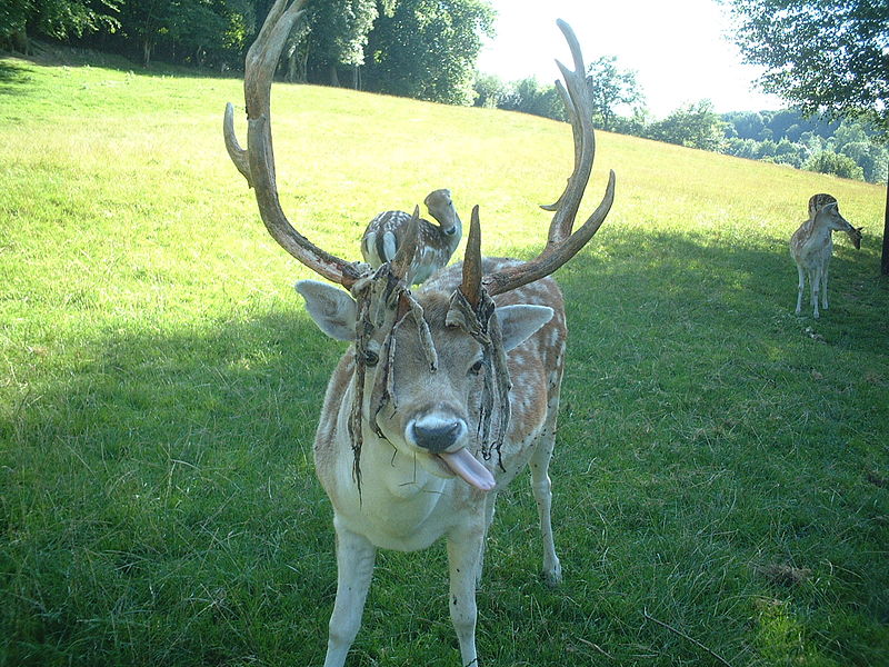 Musings Of A Biologist And Dog Lover Is It A Horn Or An Antler Musings Of A Biologist And Dog Lover Is It A Horn Or An Antler