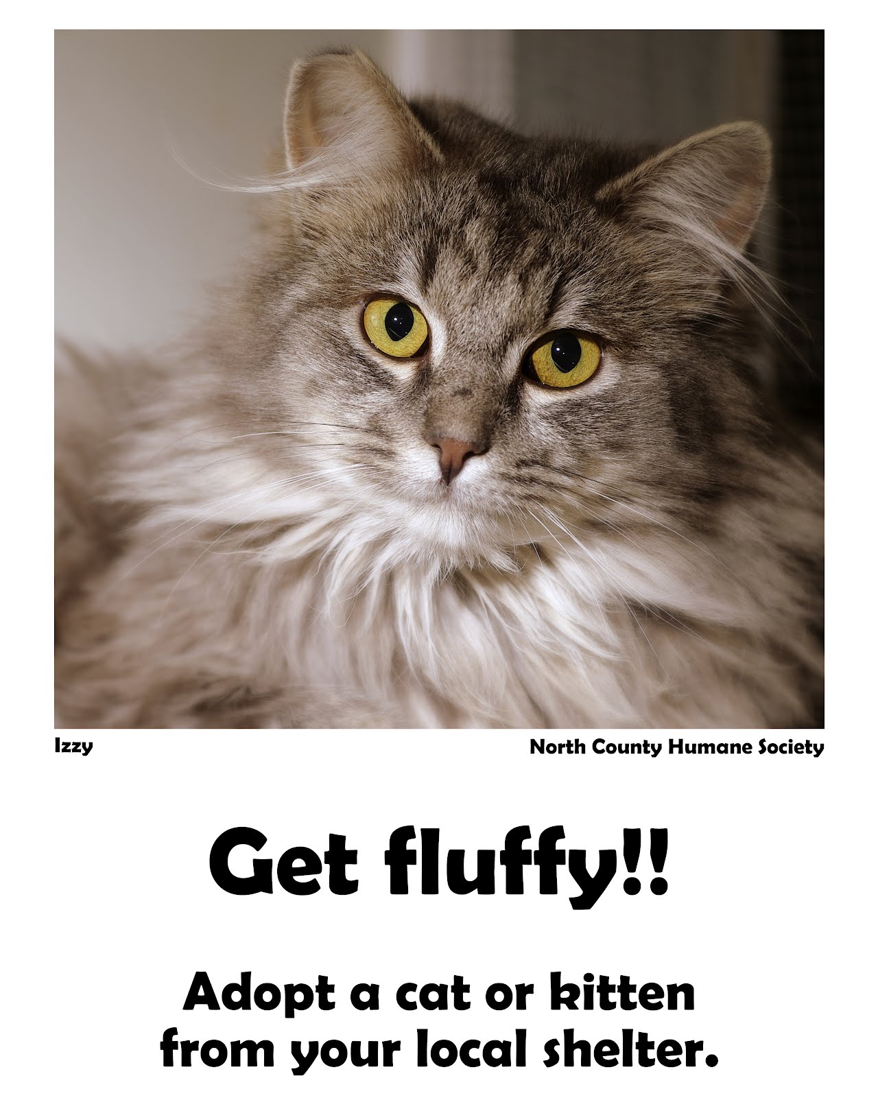 Catalott On The Road Cat Posters