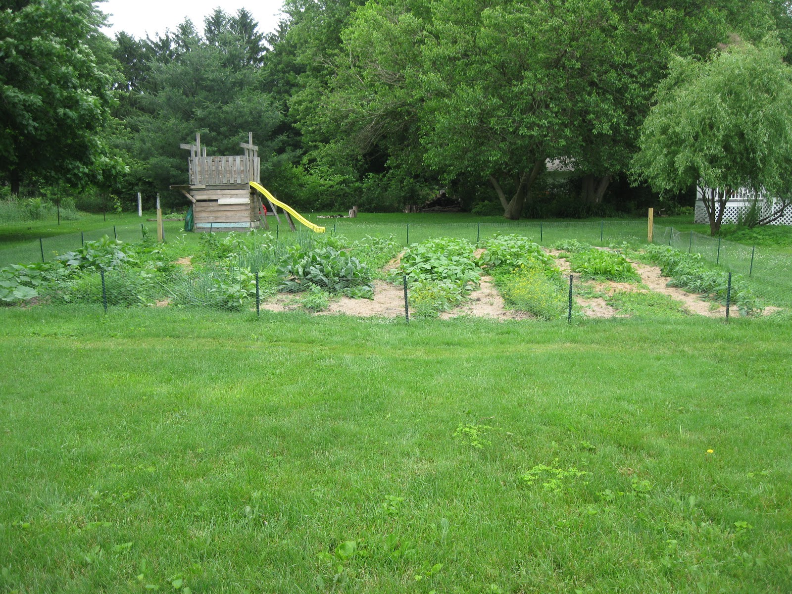 Hen & Chicks Garden Row Spacing & Weed Control