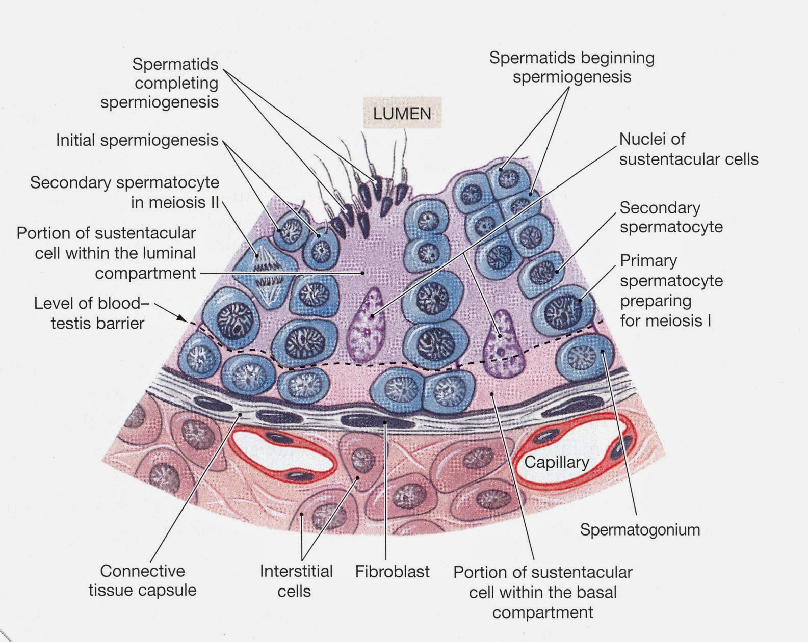 Гематотестикулярный барьер гистология. Гемато-тестикулярный барьер гистология. Гематотестикулярный барьер гистология схема. Гематотестикулярный барьер препарат. Гематотестикулярный барьер схема.