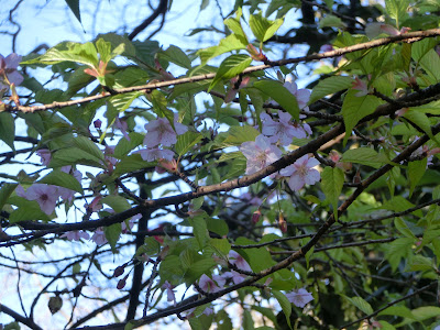 江の島の玉縄桜