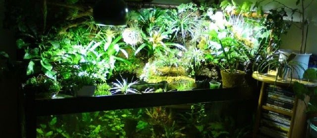 Jenis Ikan untuk Paludarium dan Akuarium Harga Murah yang Cantik