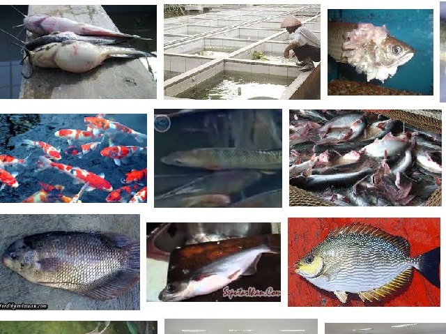 Hama dan Penyakit Ikan Hias