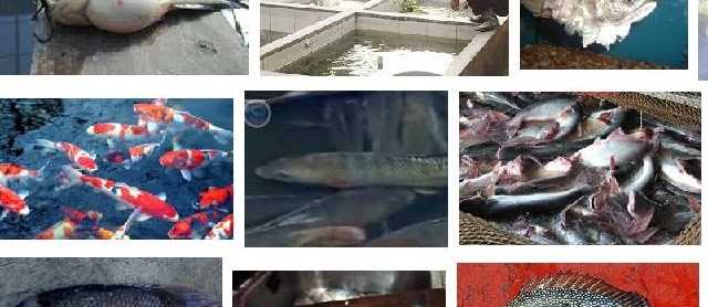 Jenis Hama dan Penyakit Ikan Hias serta Cara Mengobatinya