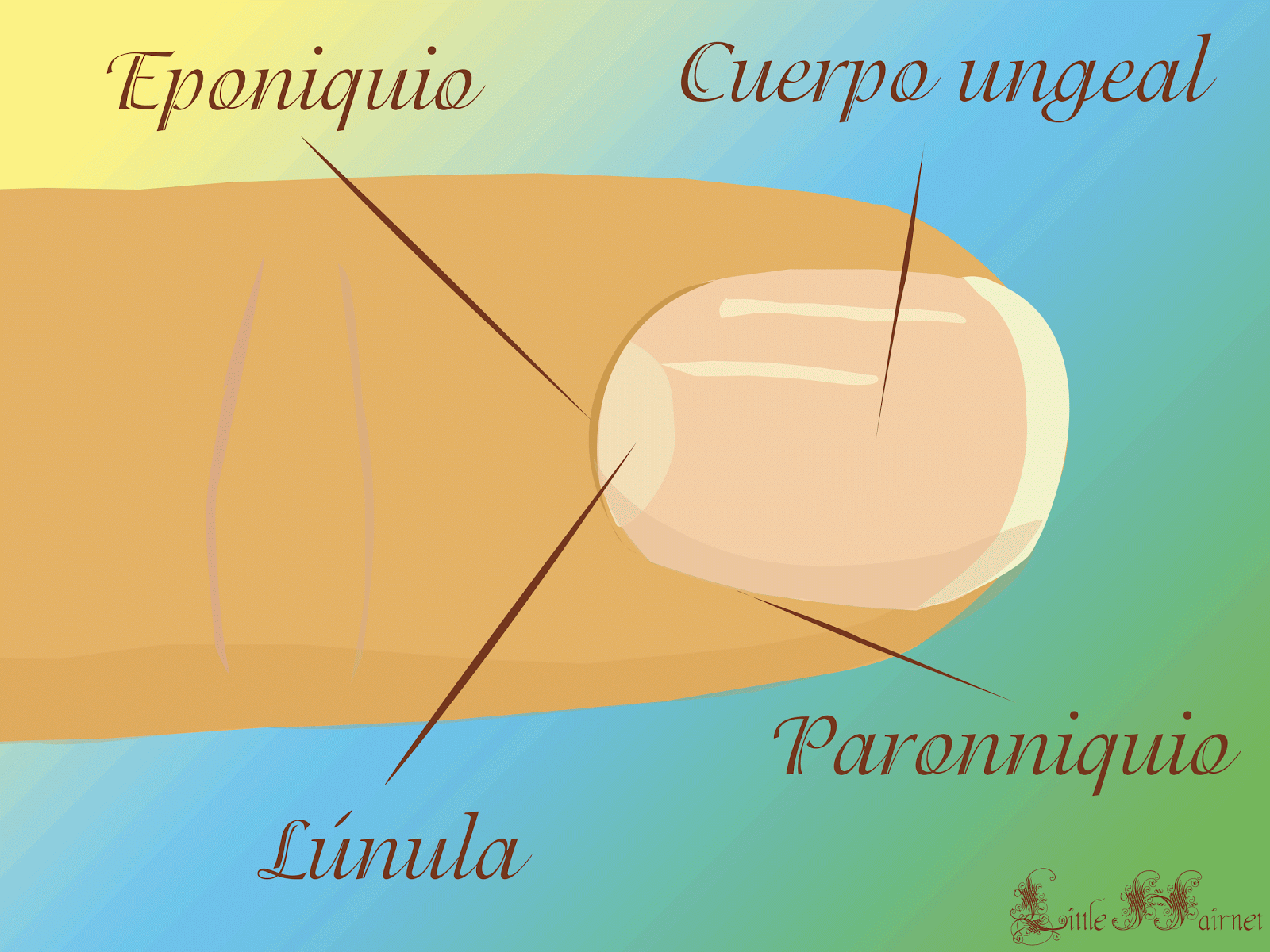 teeny-weeny parts: Partes de una uña