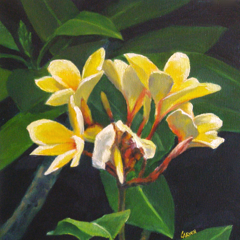 Carmen Beecher Yellow Plumeria, 10x10 Print on Canvas, from Original