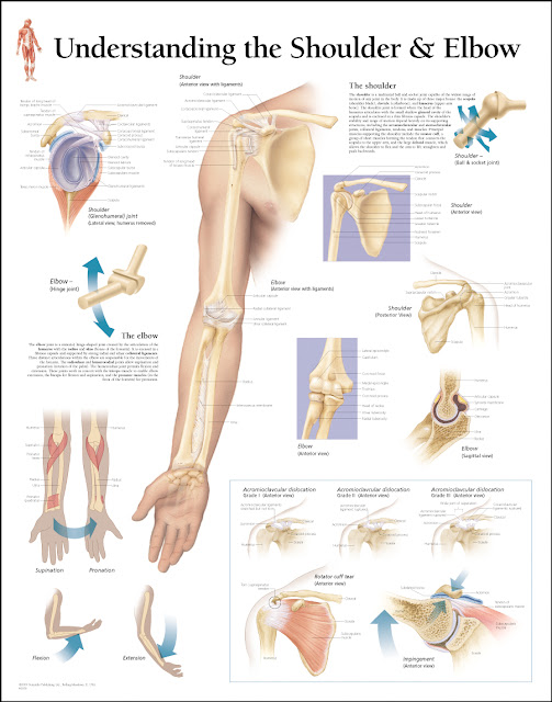 HUMAN BODY SYSTEM How Shoulder and Elbow works together in Human Body?