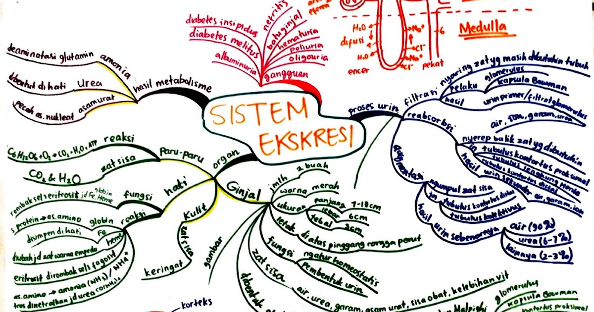 ментальная карта австралии на русском. интеллектуальная карта про коррупция. ментальная карта учитель начальных классов. ментальная карта география. ментальная карта стран азии.