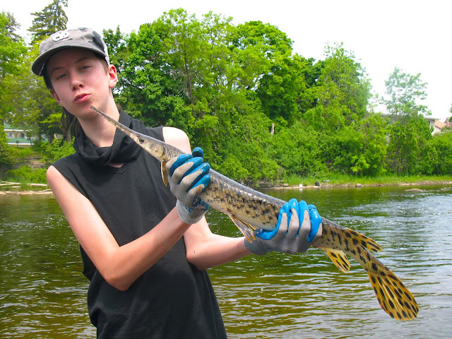 Longnose Gar and Redhorse