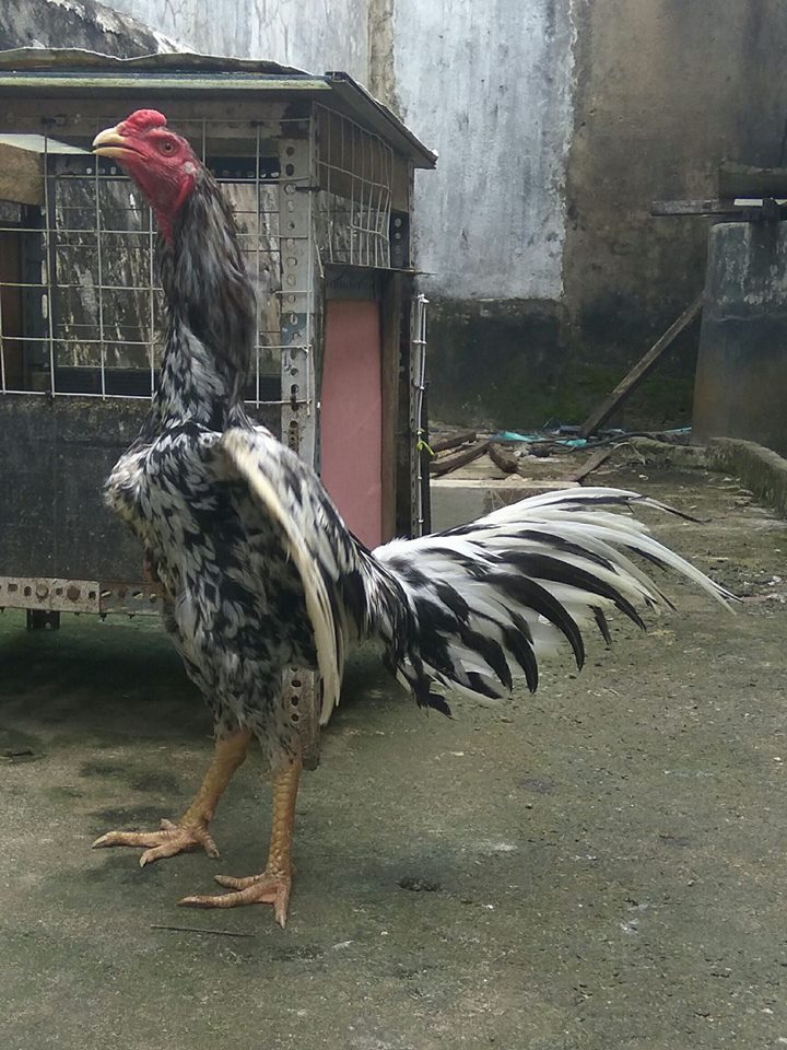  Gambar  Mengenal Warna Dasar Ayam  Bangkok Jawara  Blorok 