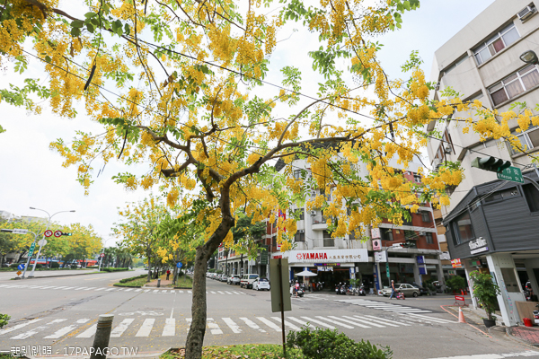 台中南區|2019興大路綠園道阿勃勒|黃金阿勃勒大道|散步賞黃金雨 台中南區|2019興大路綠園道阿勃勒|黃金阿勃勒大道|散步賞黃金雨