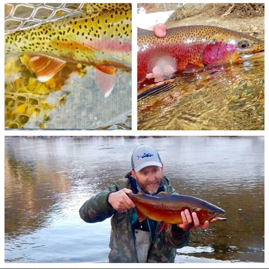 Fly Fish Addiction Colorado Spring Trout at it's Finest!