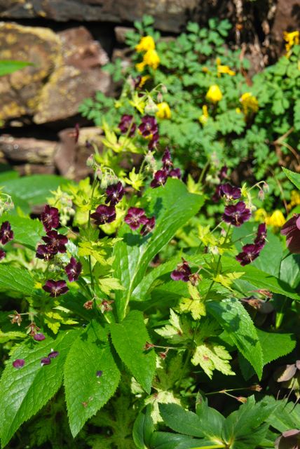 ... And these dark geraniums and yellow-blooming Corydalis lutea.