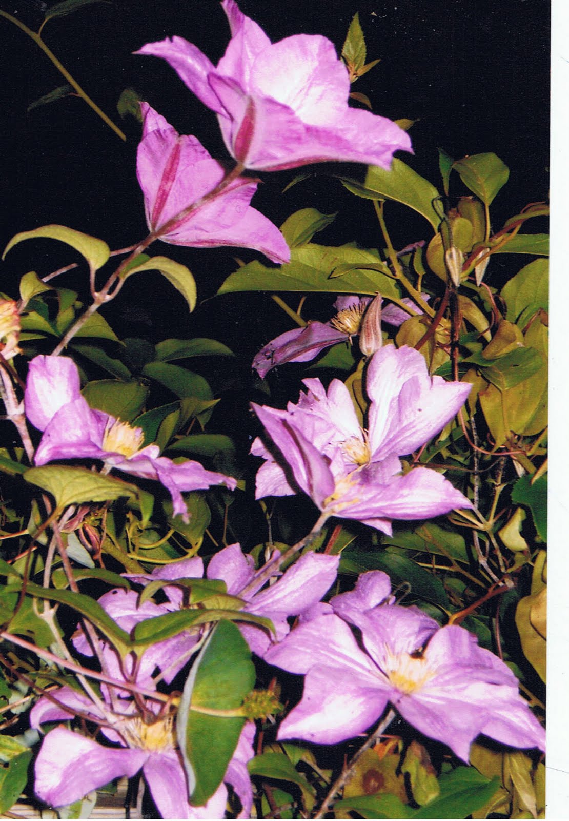 Helen J. Louisy's Artistic Sensibilities Clematis Day and Night 2011